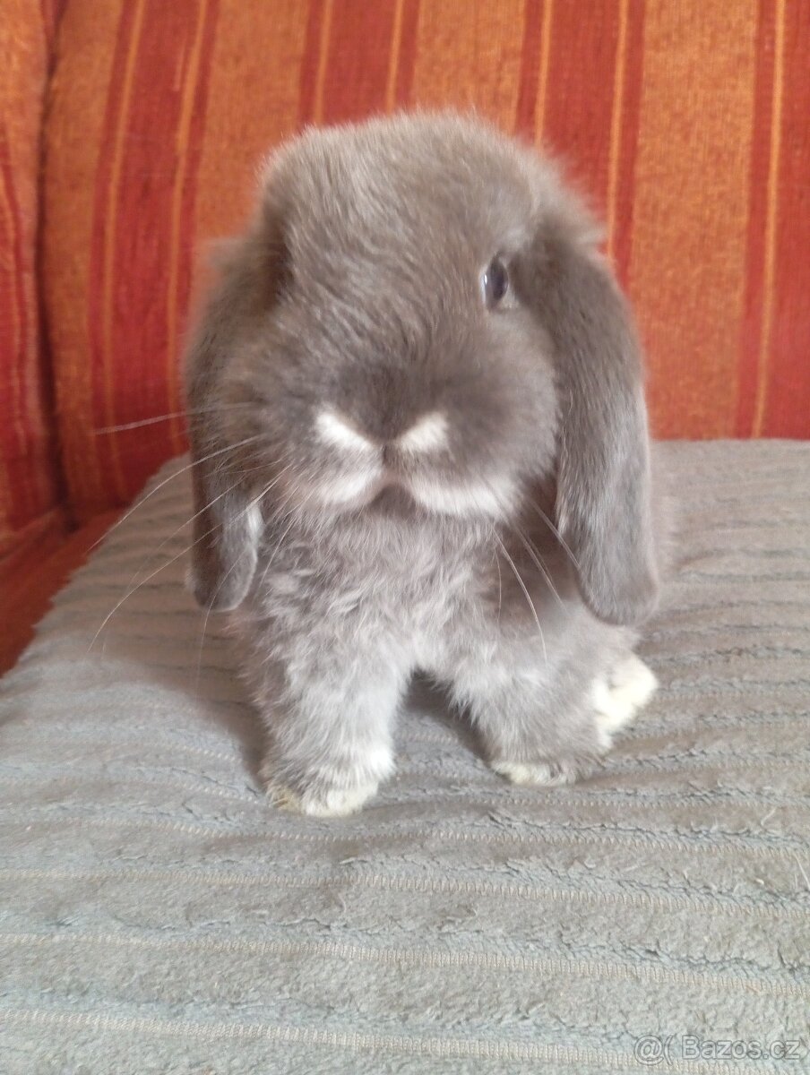 beránek