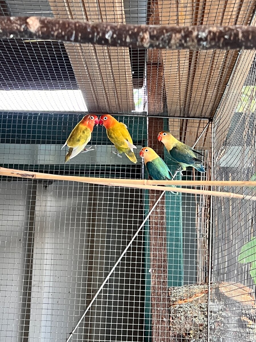 Agapornis
