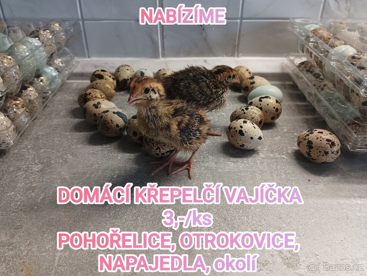 Domácí křepelčí vajíčka