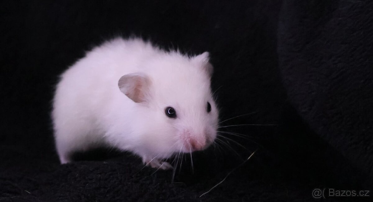 Křeček syrský s PP - vrh H