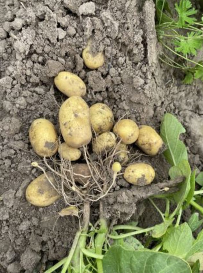 Brambory k uskladnění