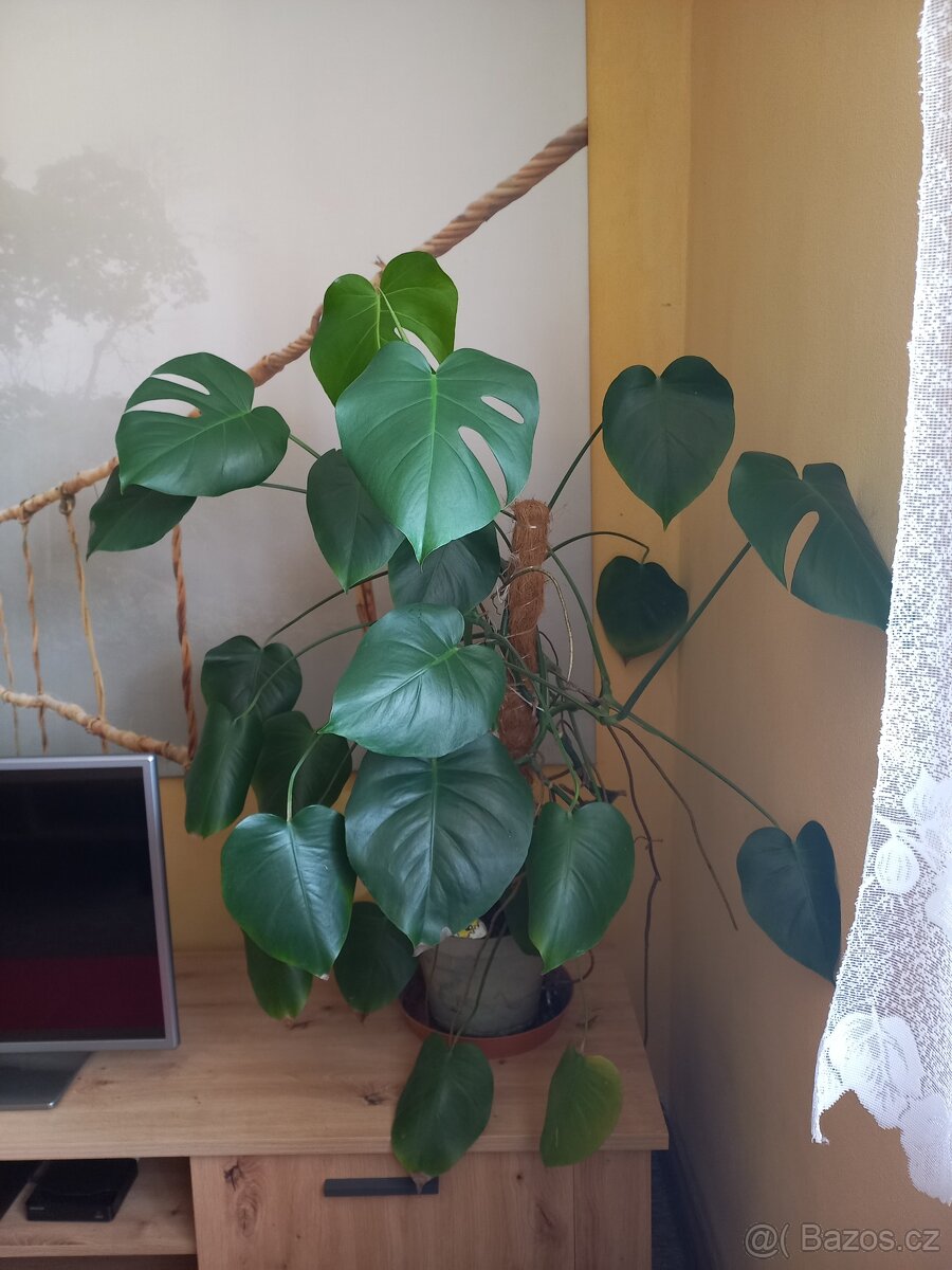 Monstera pokojová
