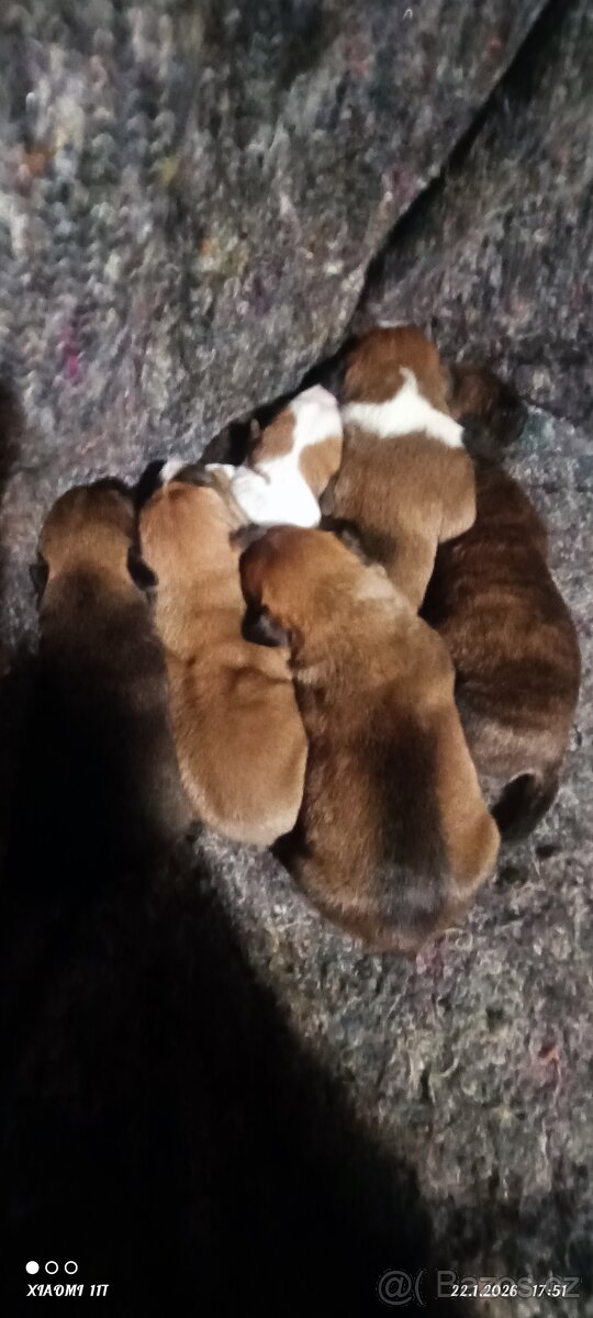 Štěňata na konci března