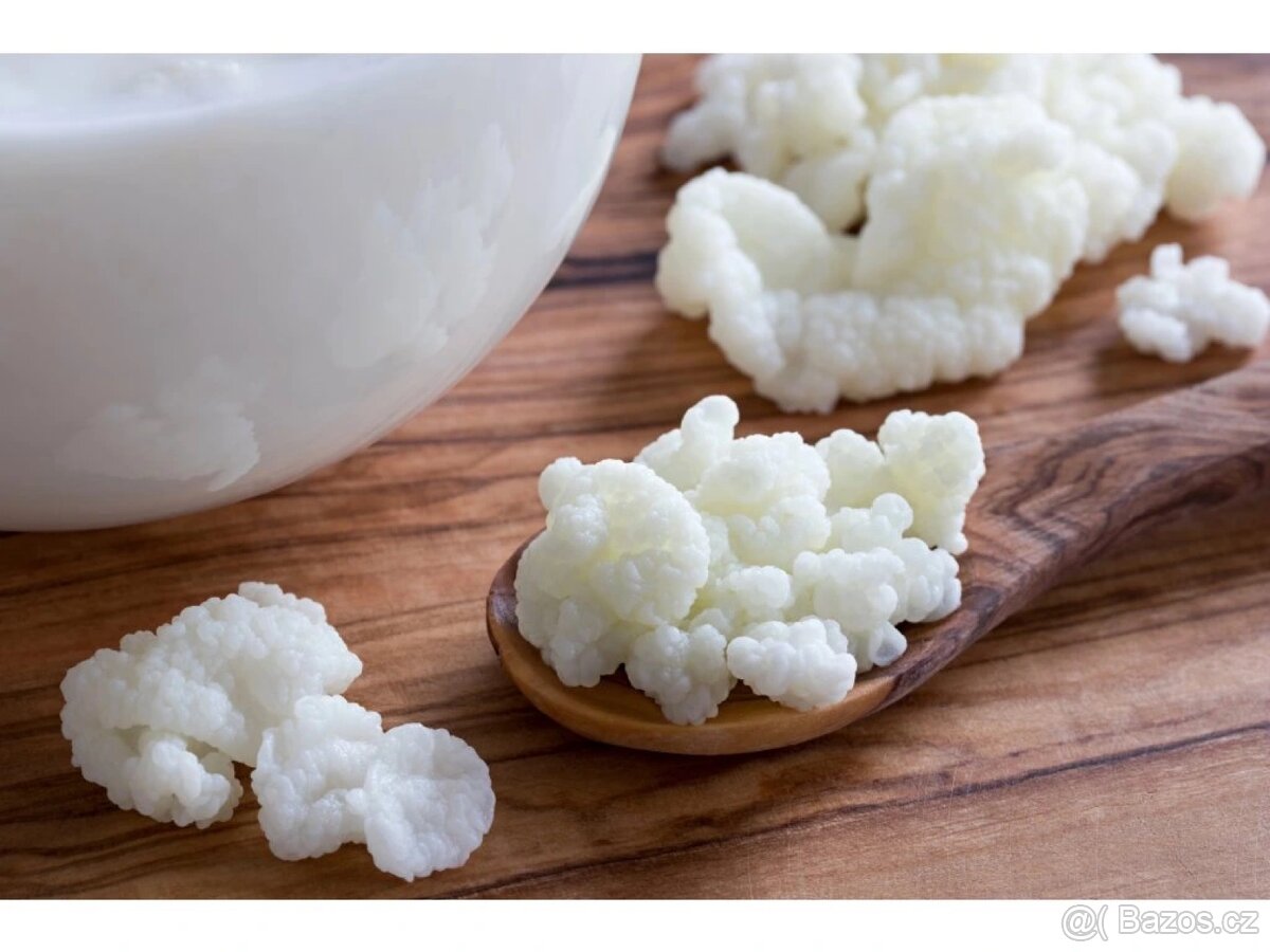 Tibetská / kefírová houba