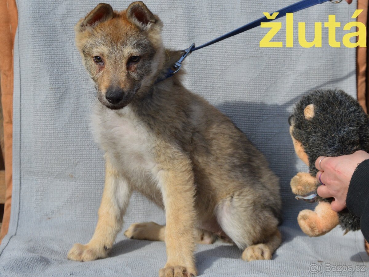 Československý vlčák