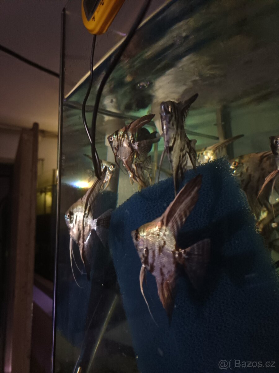 Pterophyllum scalare Blue marble