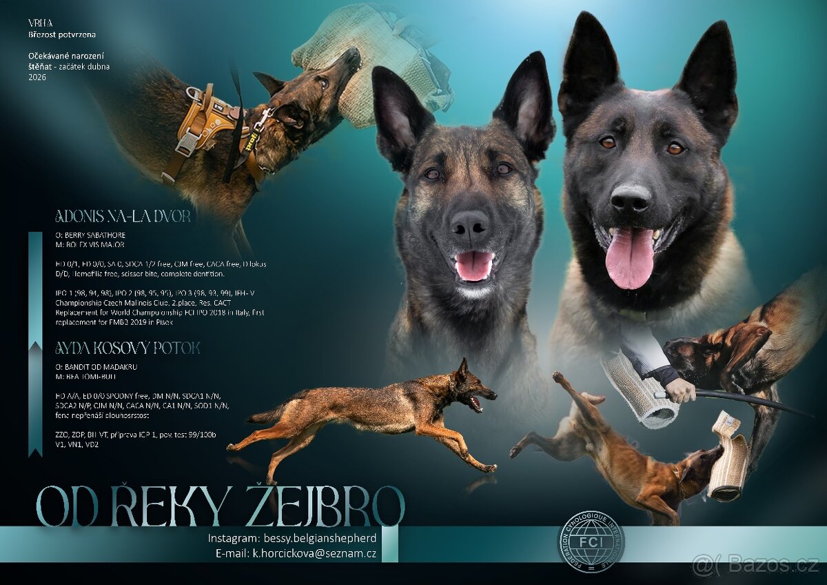 Belgický ovčák malinois