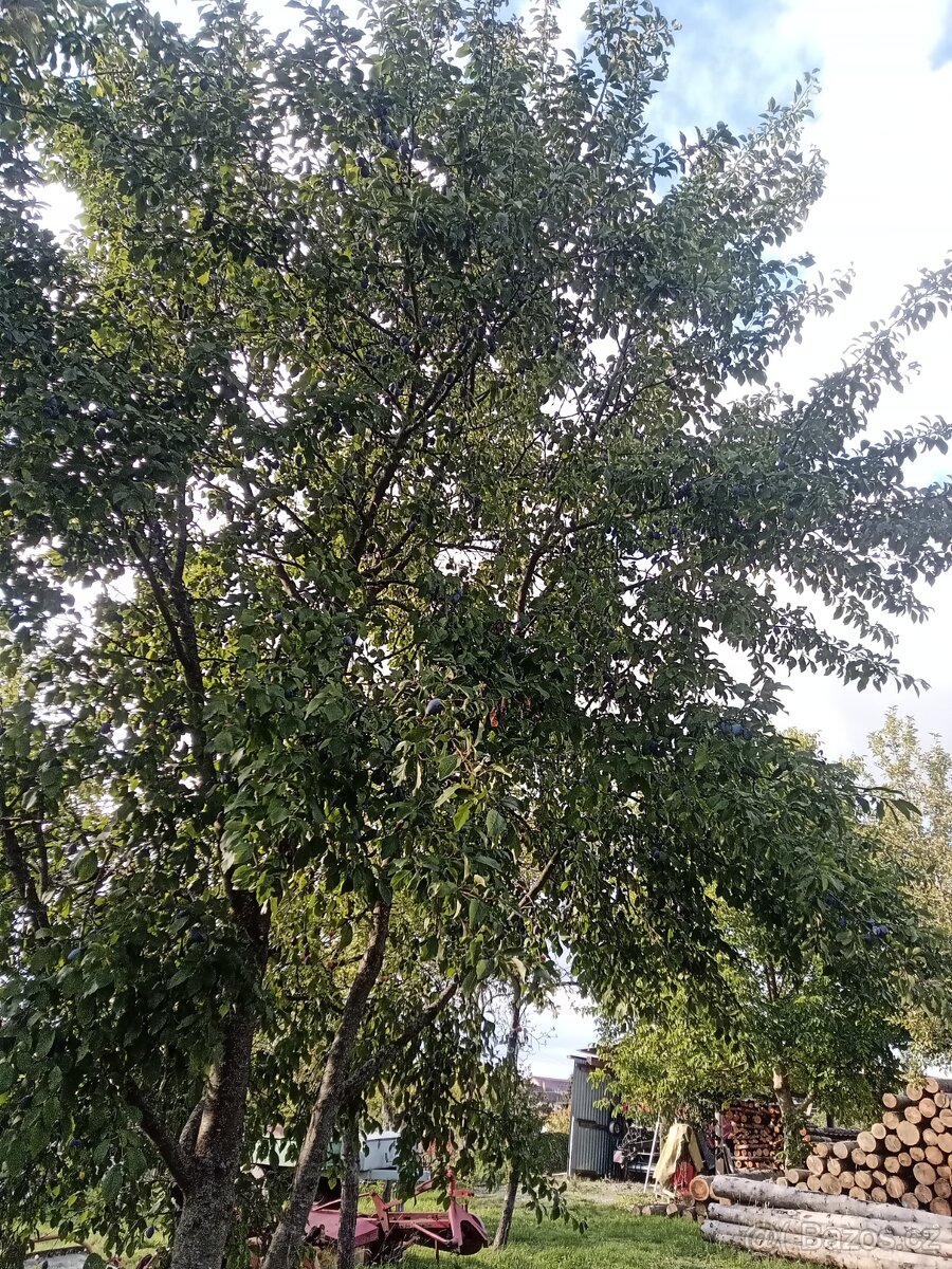 Švestky