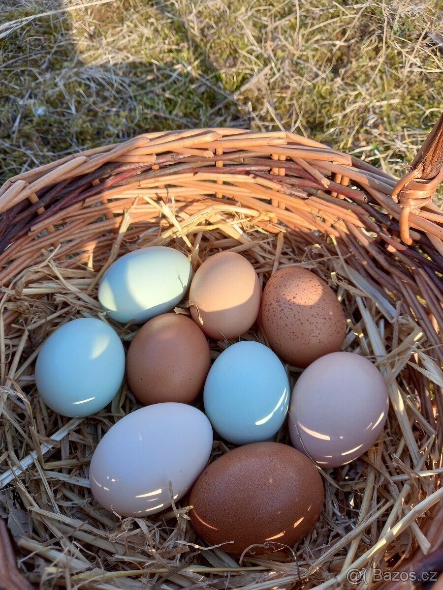 Násadová vejce - dvorkový mix - barevná vejce