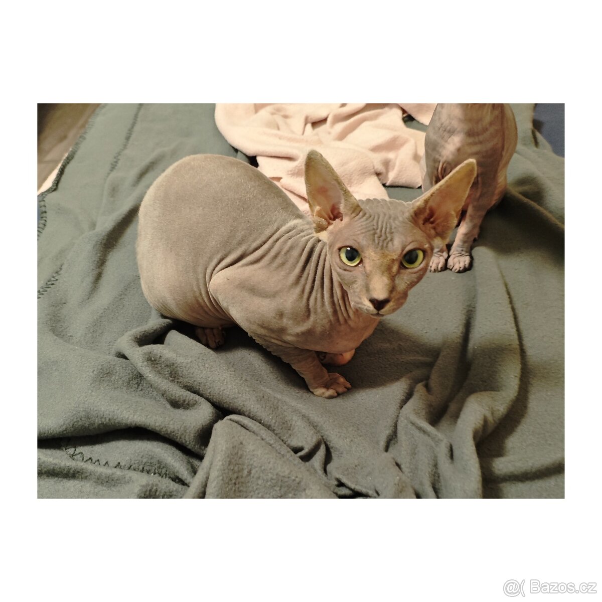 Sphyx