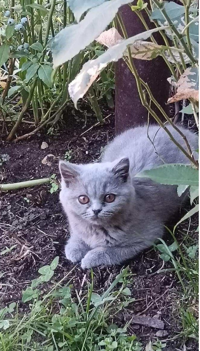 Prodám Britská modrá koťátka