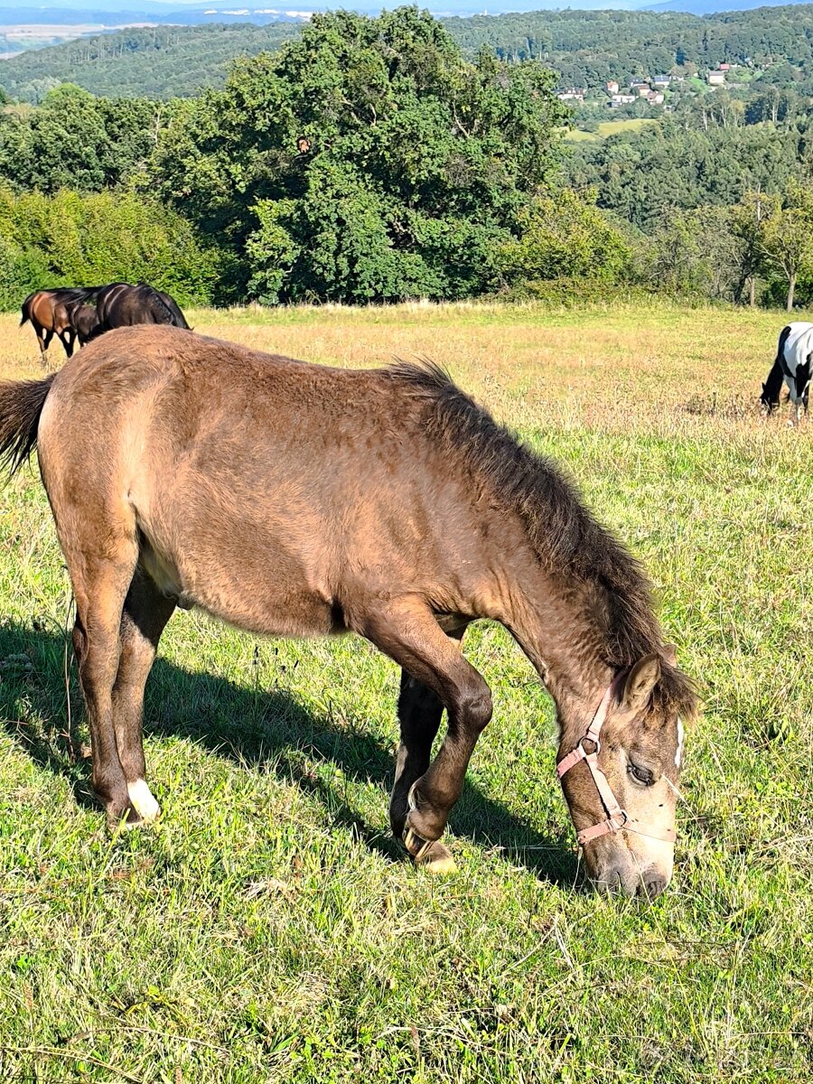 Prodám dva pony