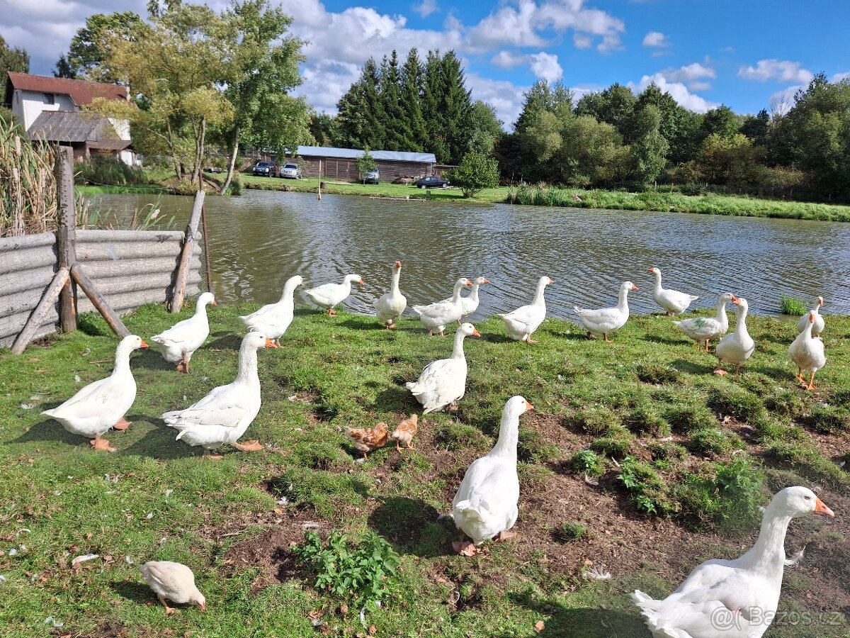 HUSA SVATOMARTINSKÁ
