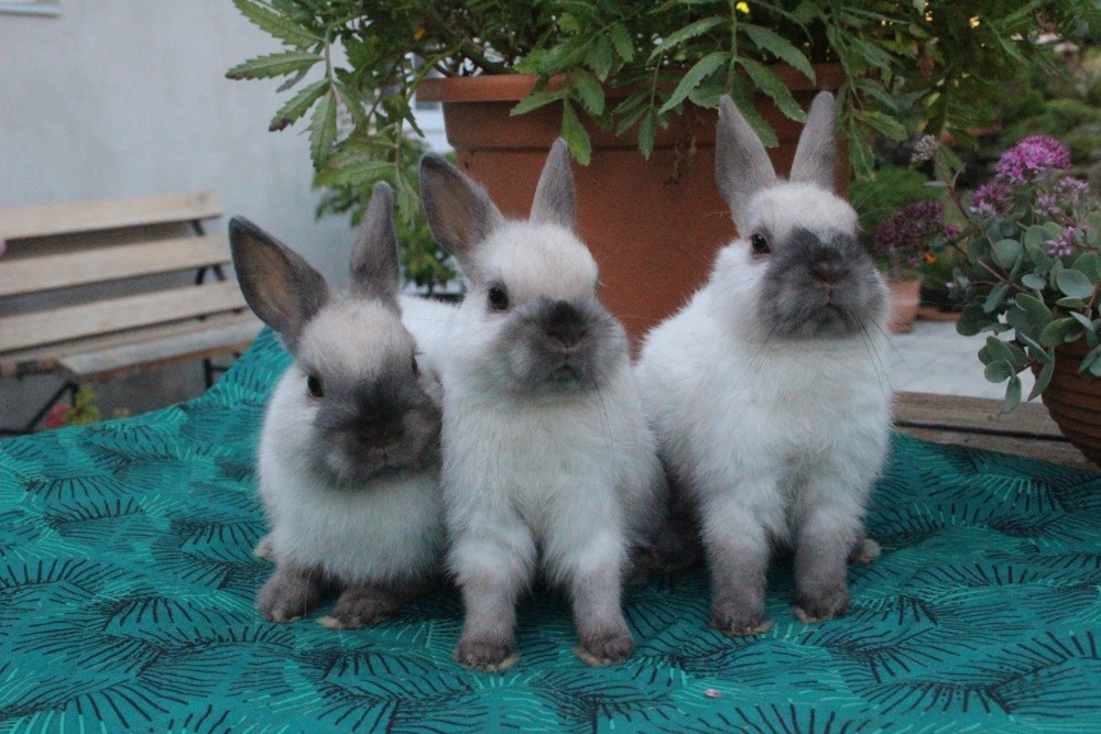 Zakrslý králík siamský žlutý