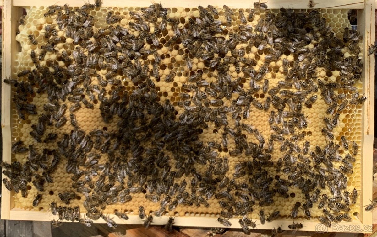 KRÁSNÉ VYZIMOVANÉ  VČELSTVO  10.DUBNA 2026