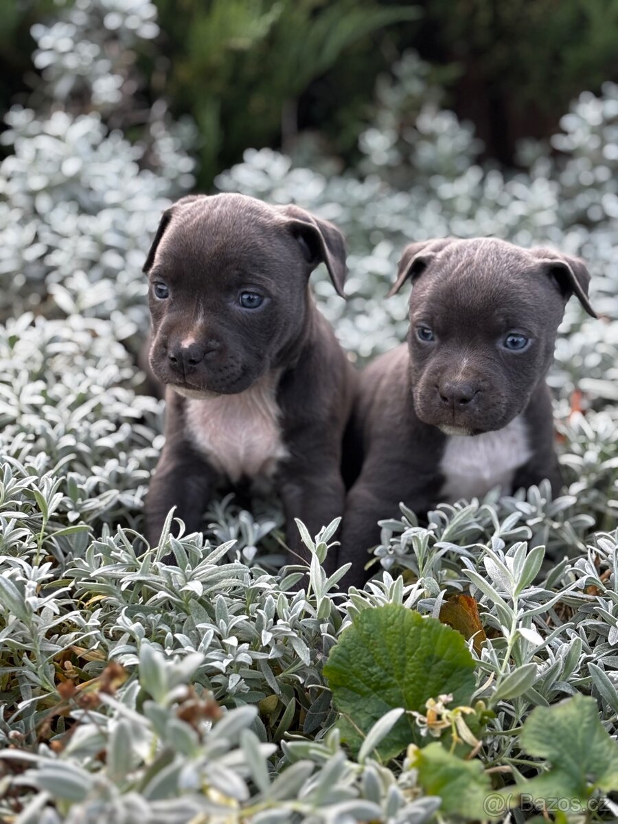 Stafordsirsky bulterier