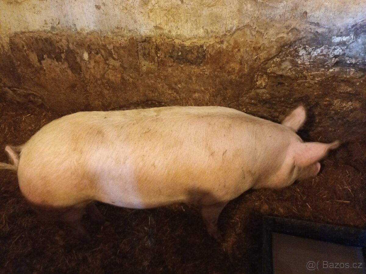Prodám vykrmené prase