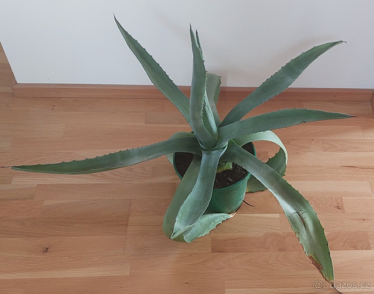 Prodám Agáve,výška-65cm,šířka-90cm.400Kč.Menší za 150 Kč.