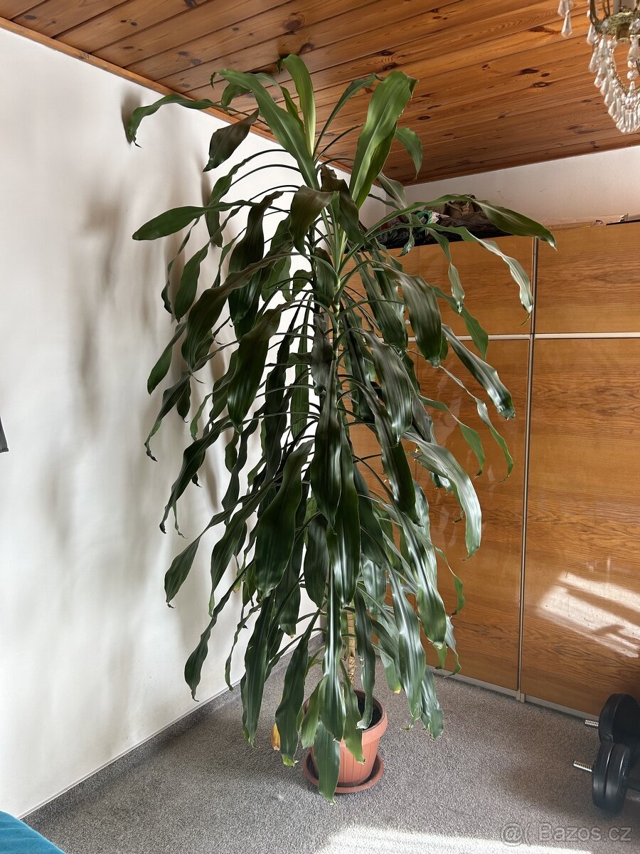 Pokojová květina dracena - vysoká přes 2,5m