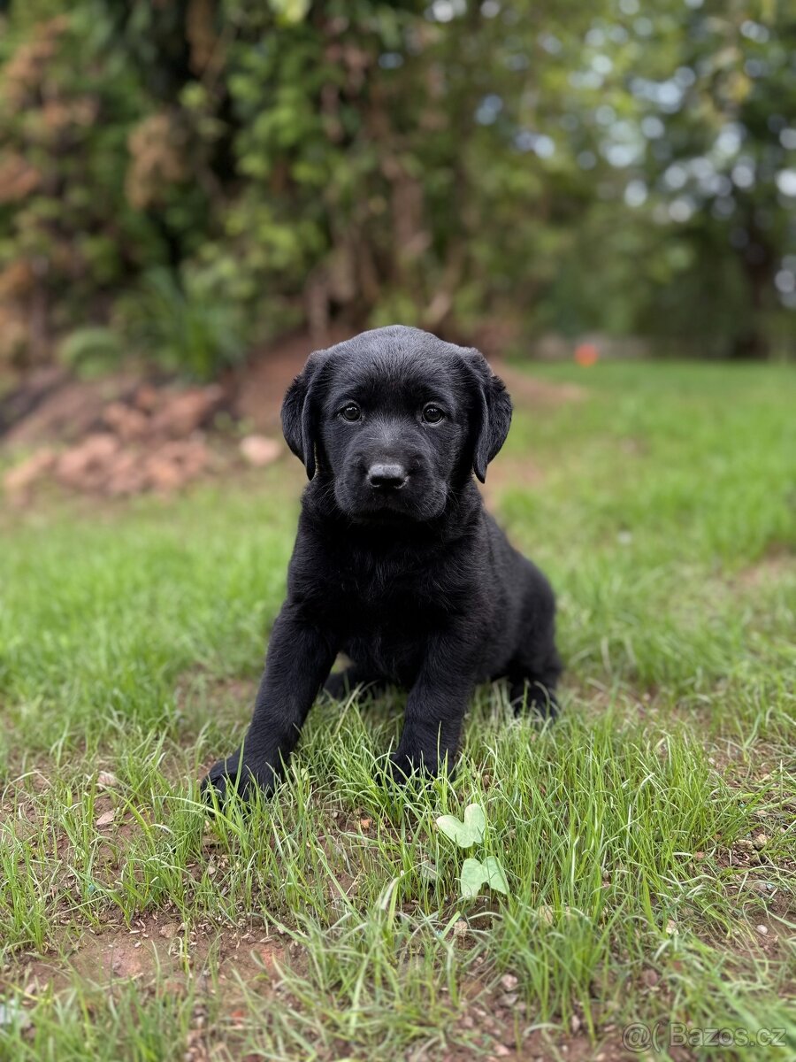 Labrador-štěňátka