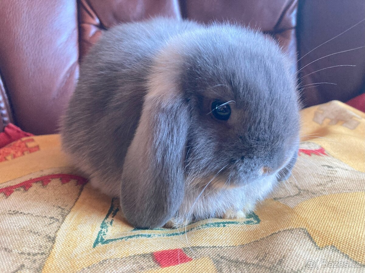 Mláďátka K ODBĚRU - různé barvičky ZB minilop