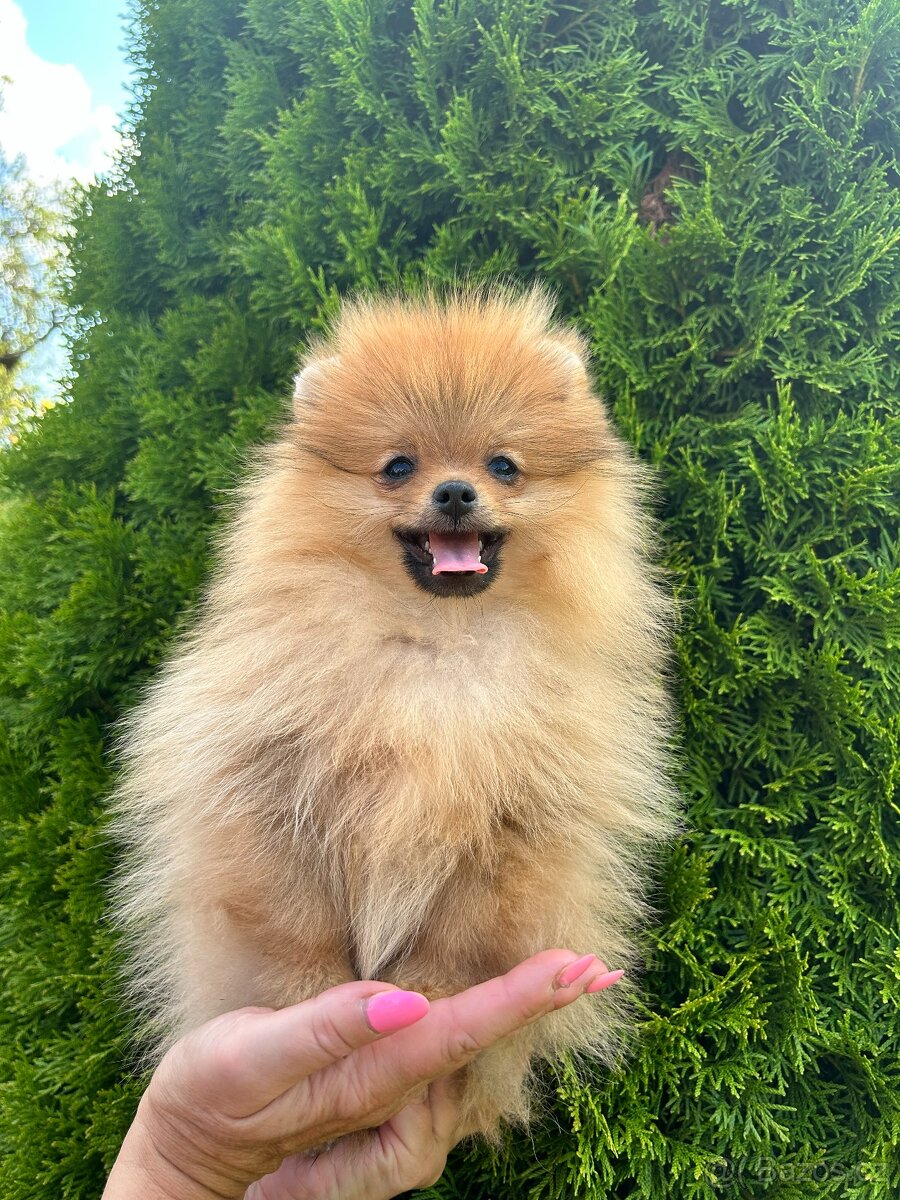 Pomeranian s PP,Chovatelská stanica Nucháčik poms