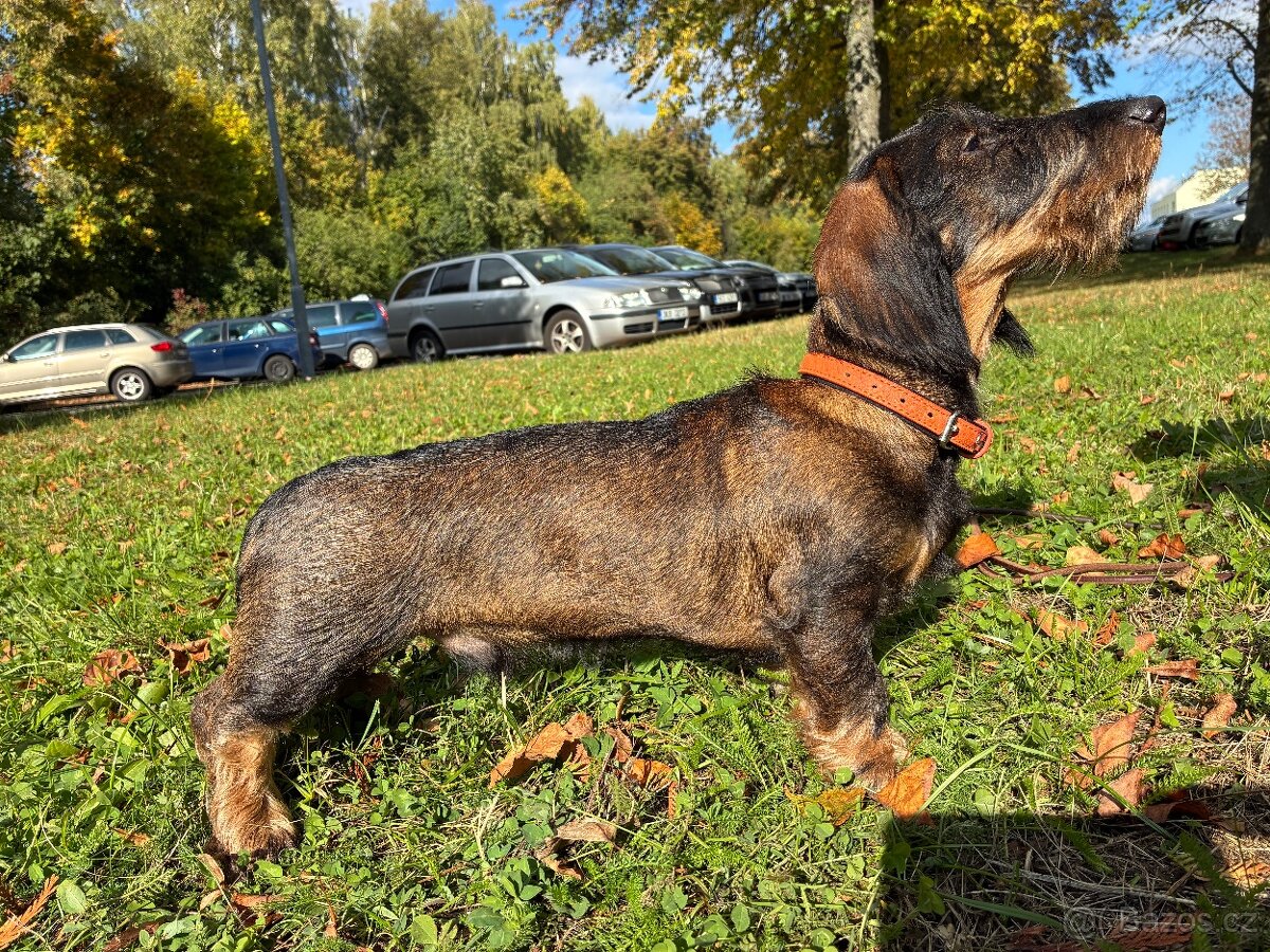 Jezevčík drsnosrstý standard