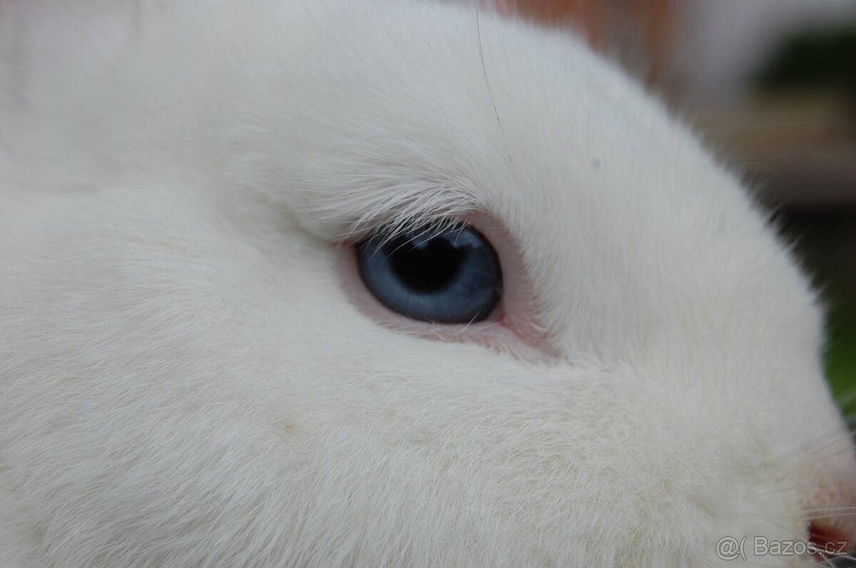 Zakrslý králík - hermelín modrooký