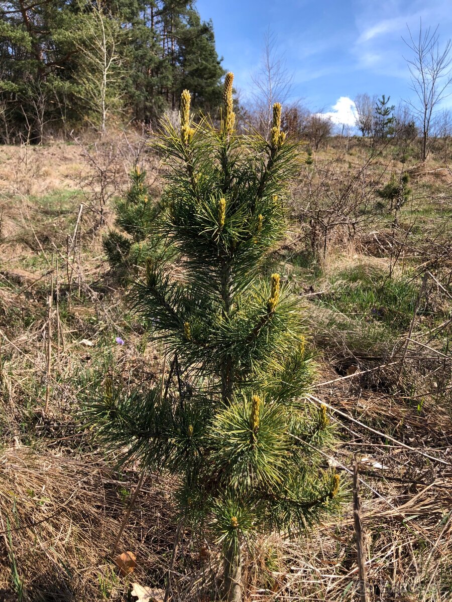 Sibiřský Cedr / Pinus Sibirica