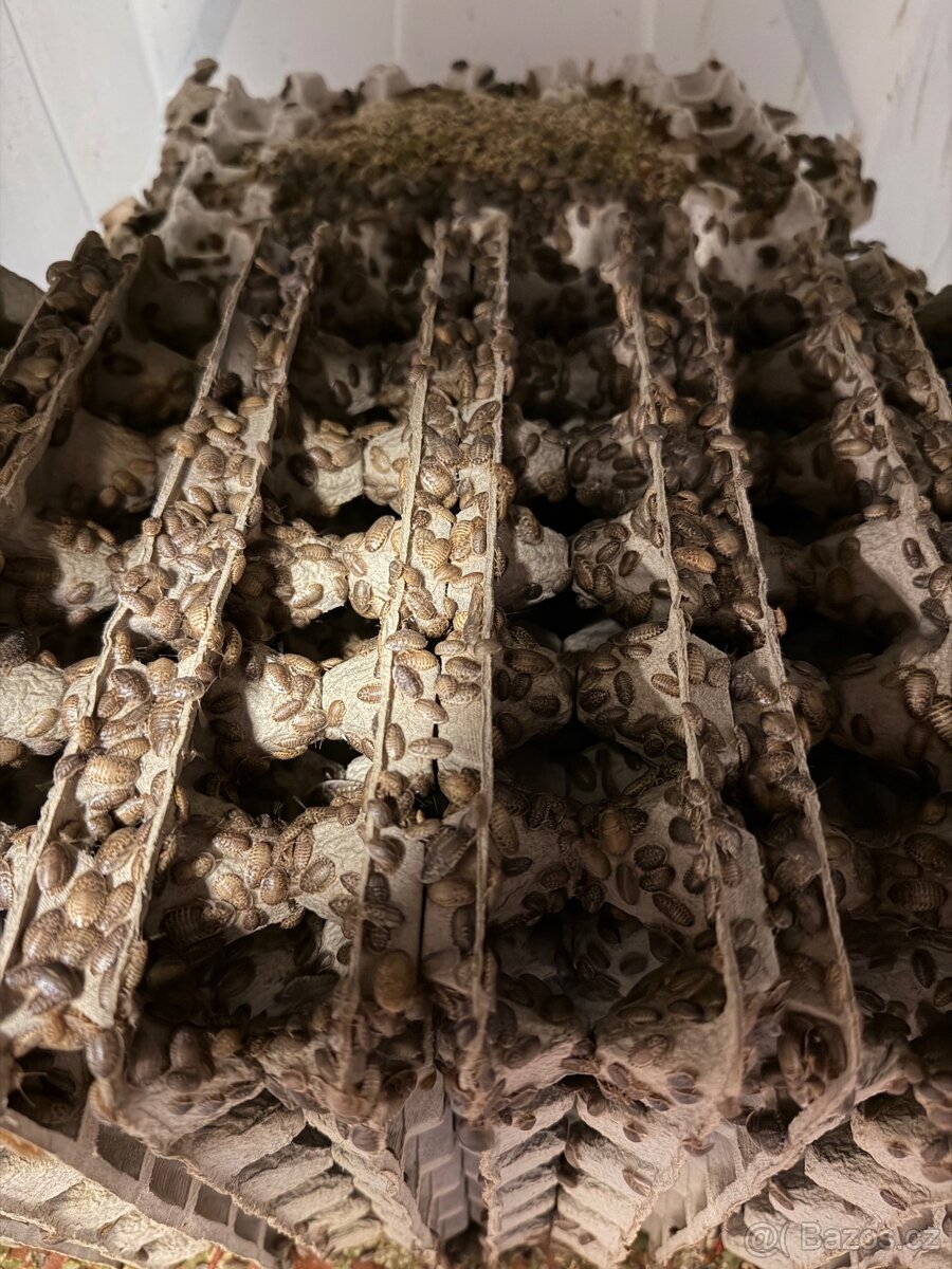 Šváb argentinský (Blaptica dubia)