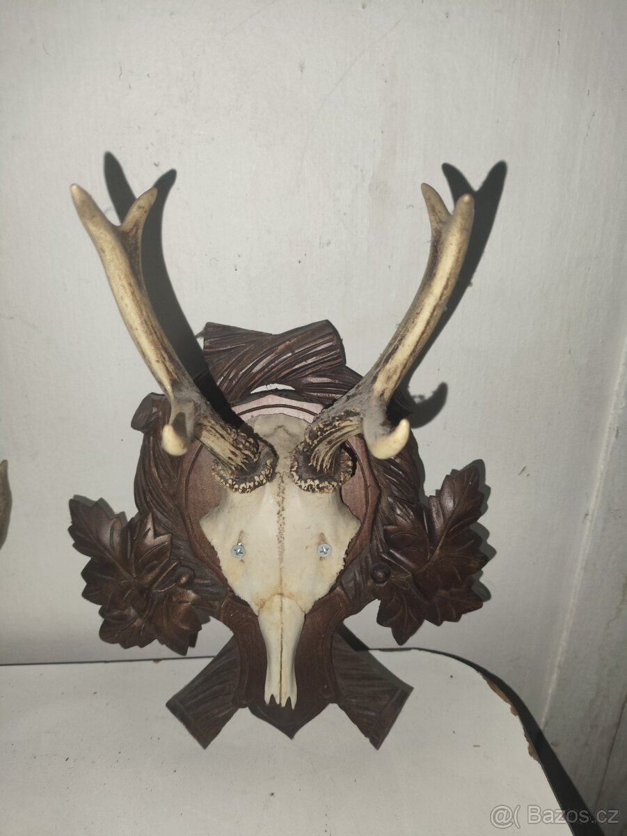 Srnčí parozi