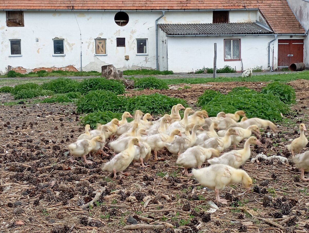 Housata bílá a landenská