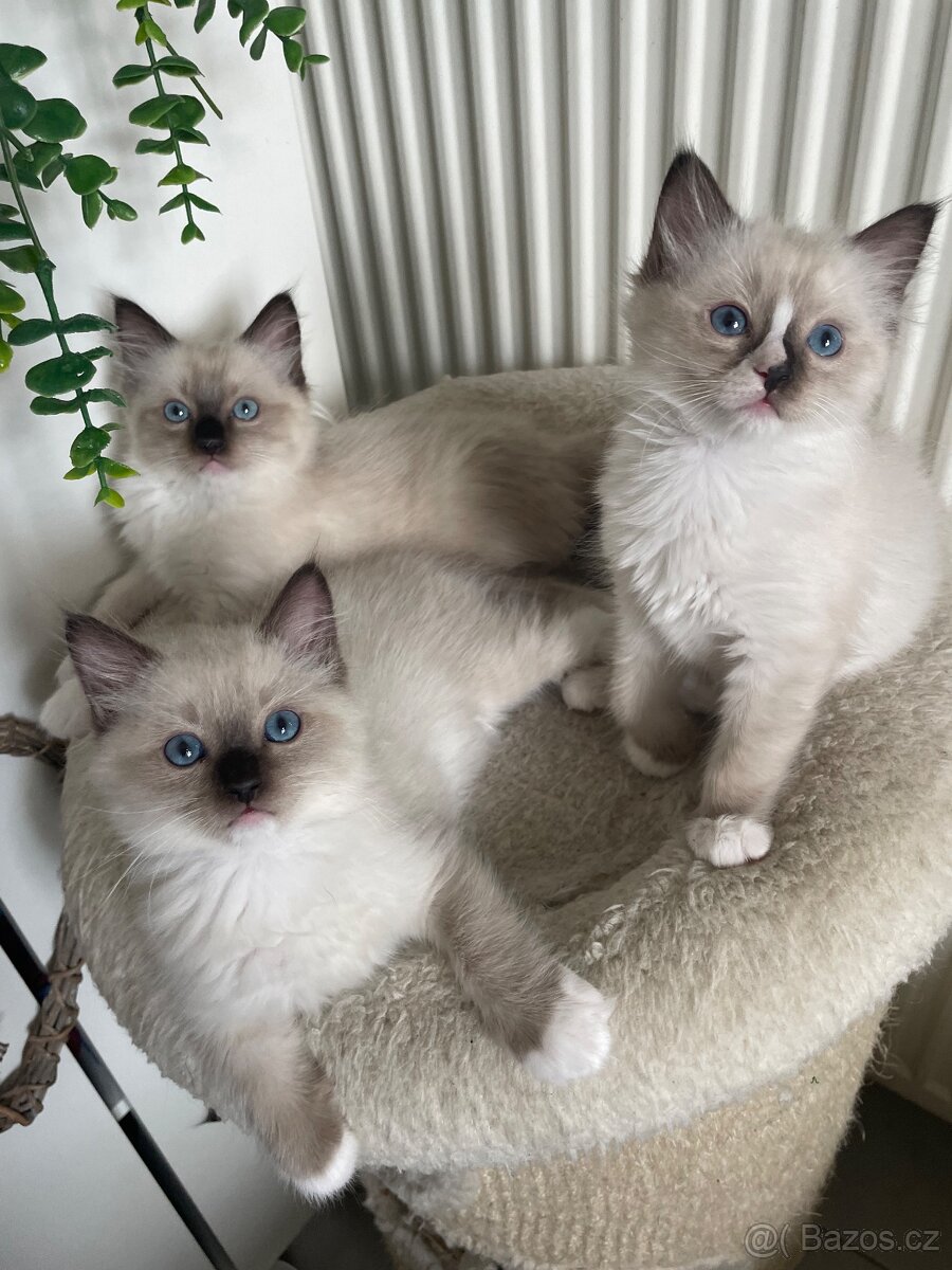 Ragdoll koťata bez pp