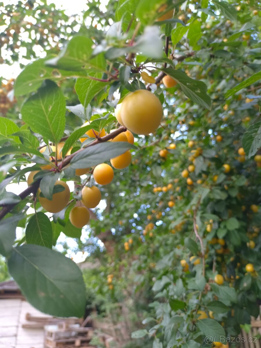Mirabelky sladké medové blumy vhodné na zavaření. 55 Kč/ kg