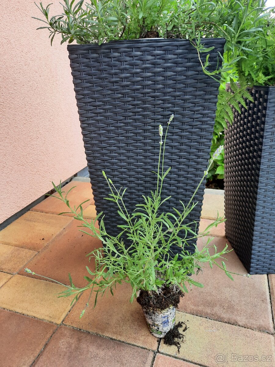 Levandule