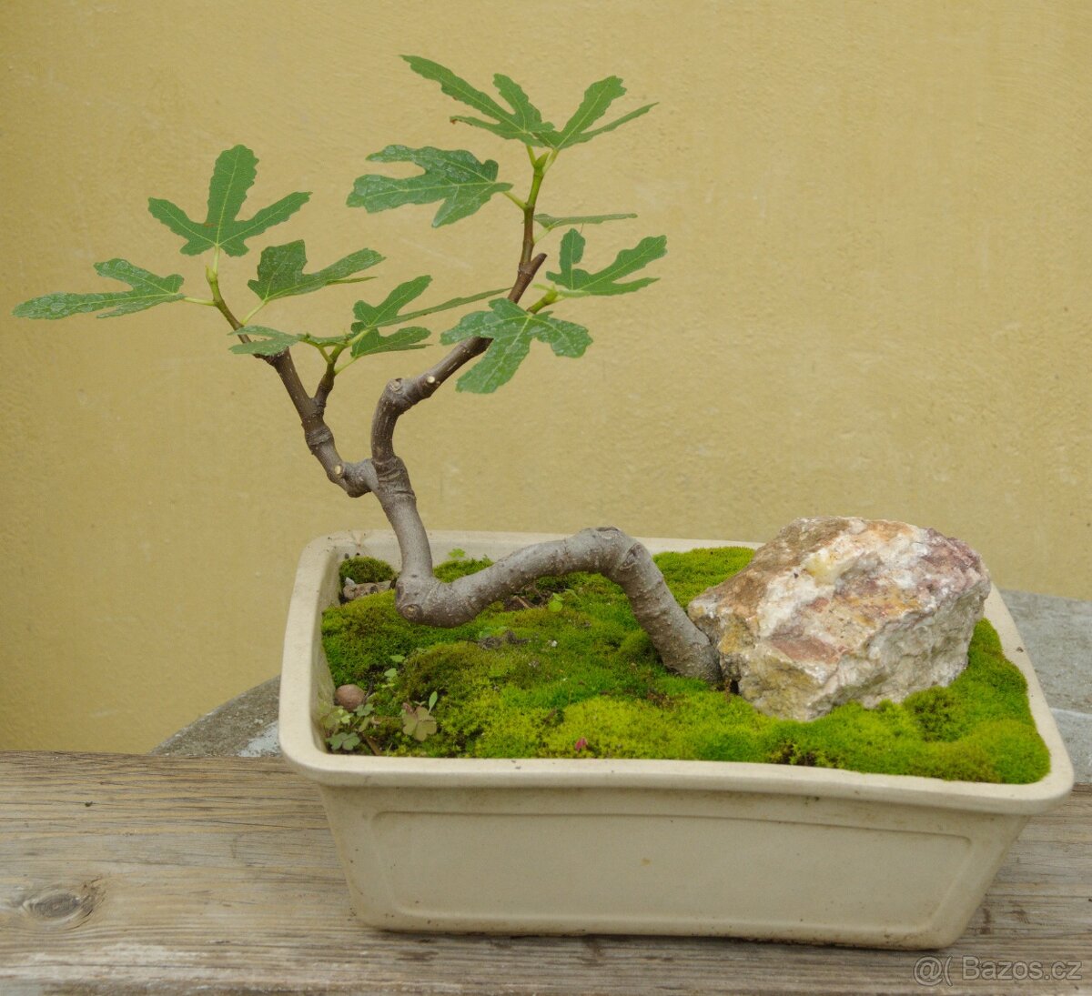 Ficus carica -fíkovník -20 let