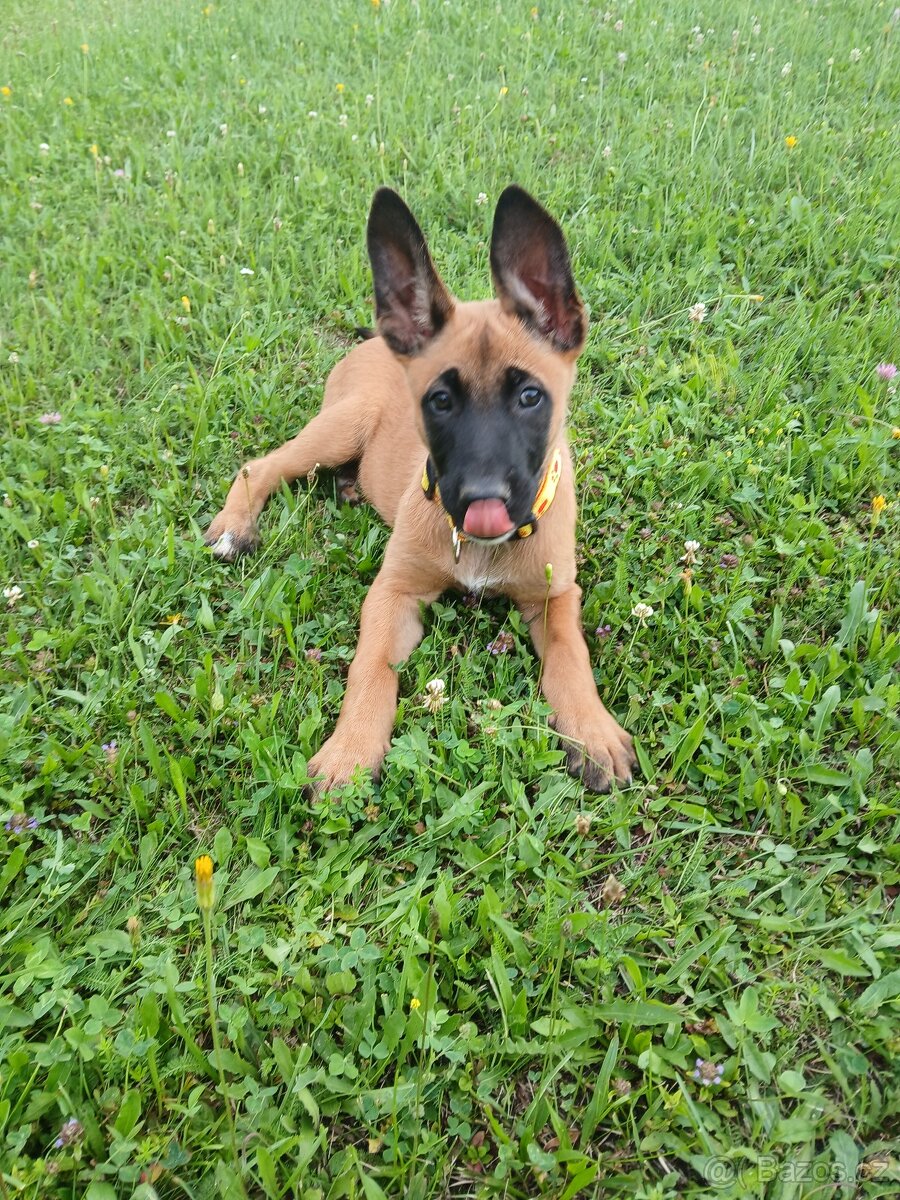 Belgický ovčák Malinois štěňata