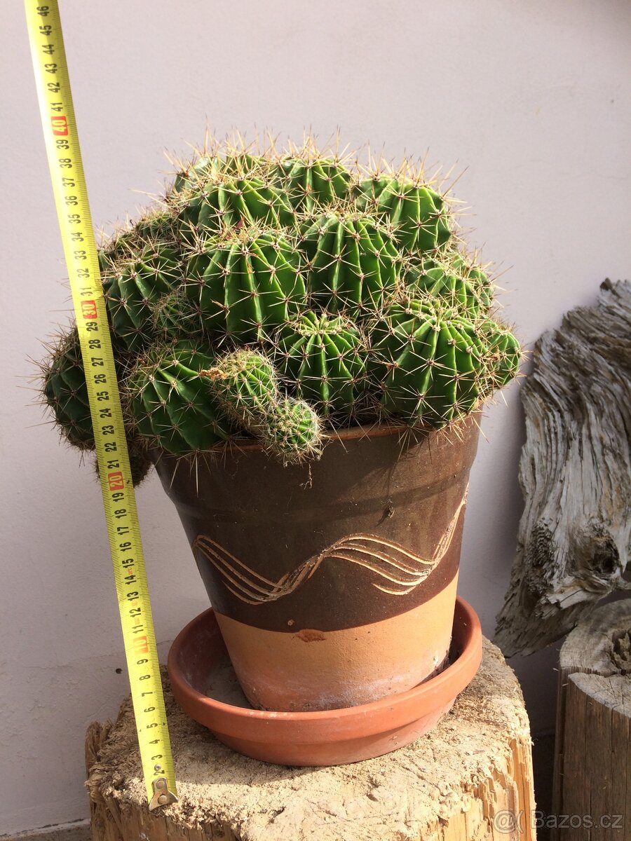 Prodám kaktus