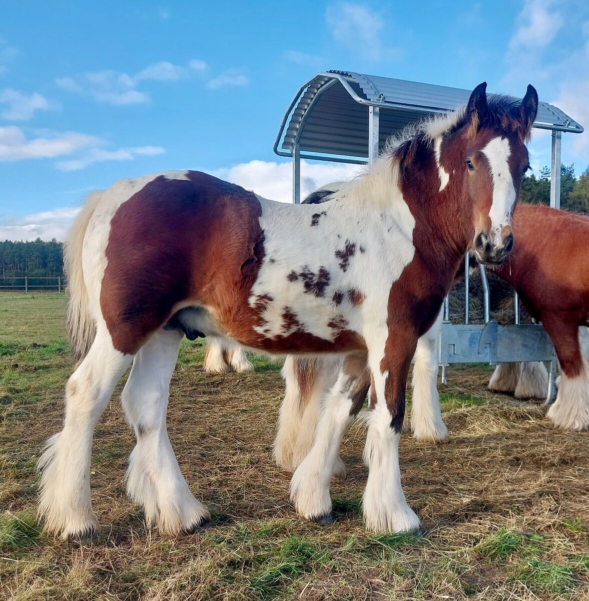 Hřebeček Irish cob / Irský cob - STRACHOVICE Lord Dylan