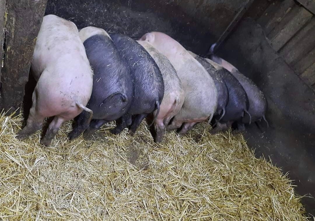 Prodám selata chovaná venku