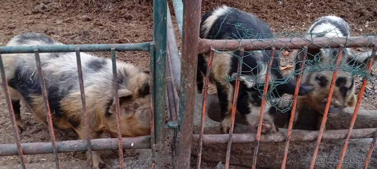 Kune kune