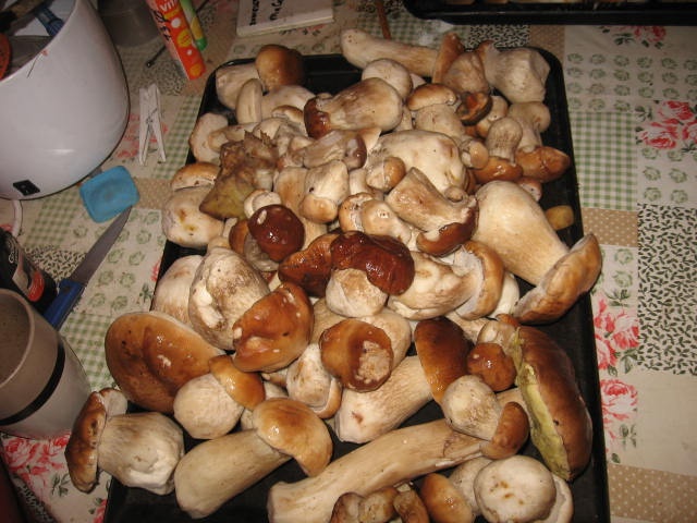 Sušené houby
