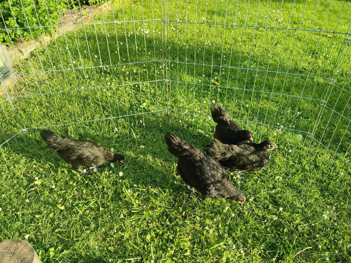 Australka zdrobnělá černá- kuřata