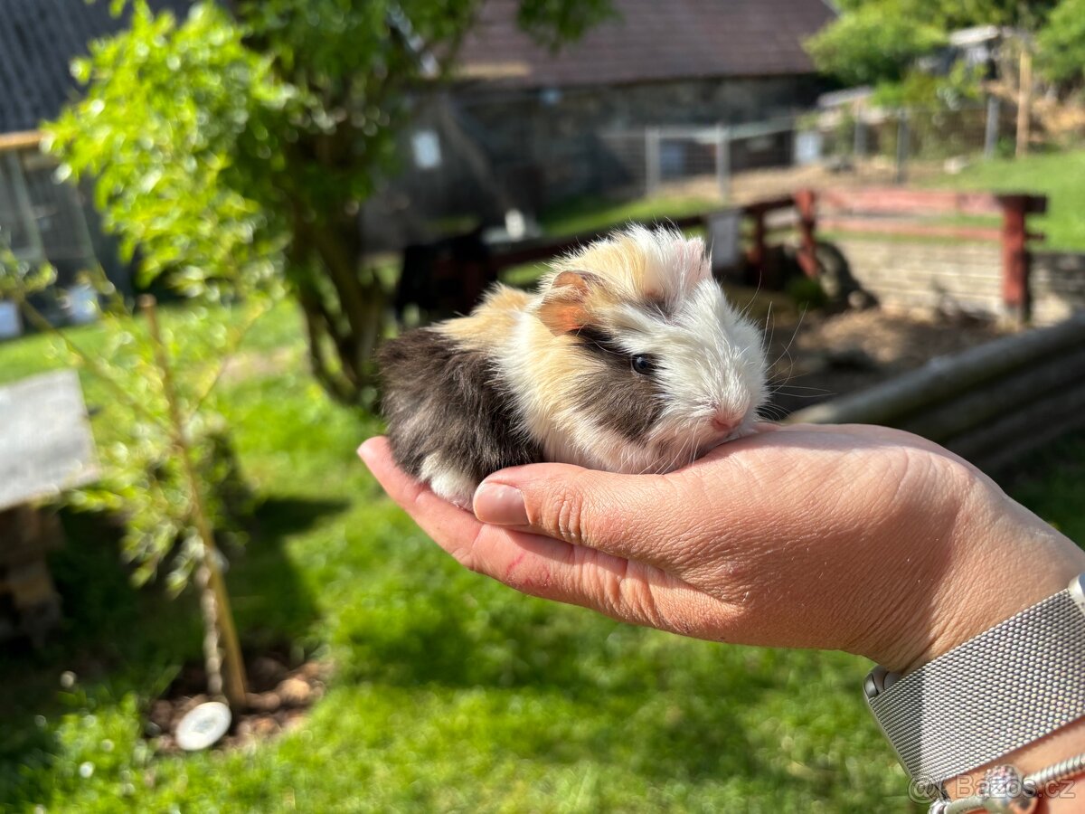 Morče rozeta - mláďata