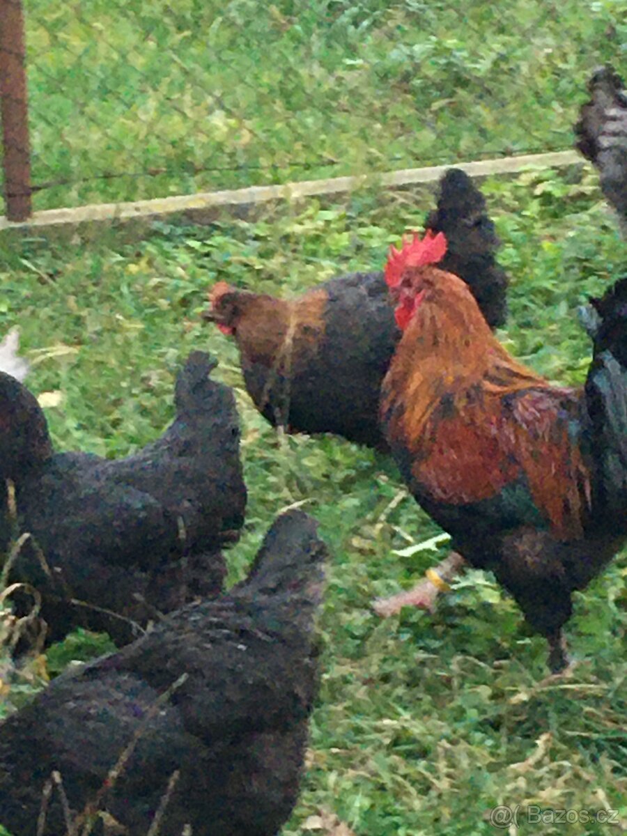 Násadová vejce- maranska černá měděnokrká