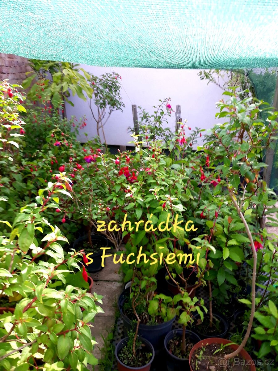 Fuchsie, stromkové Fuchsie, trvalky, keře