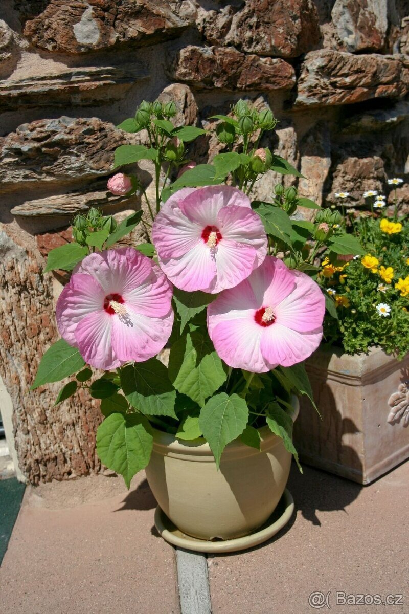 Bahenní ibišek - obrovské květy sazenice