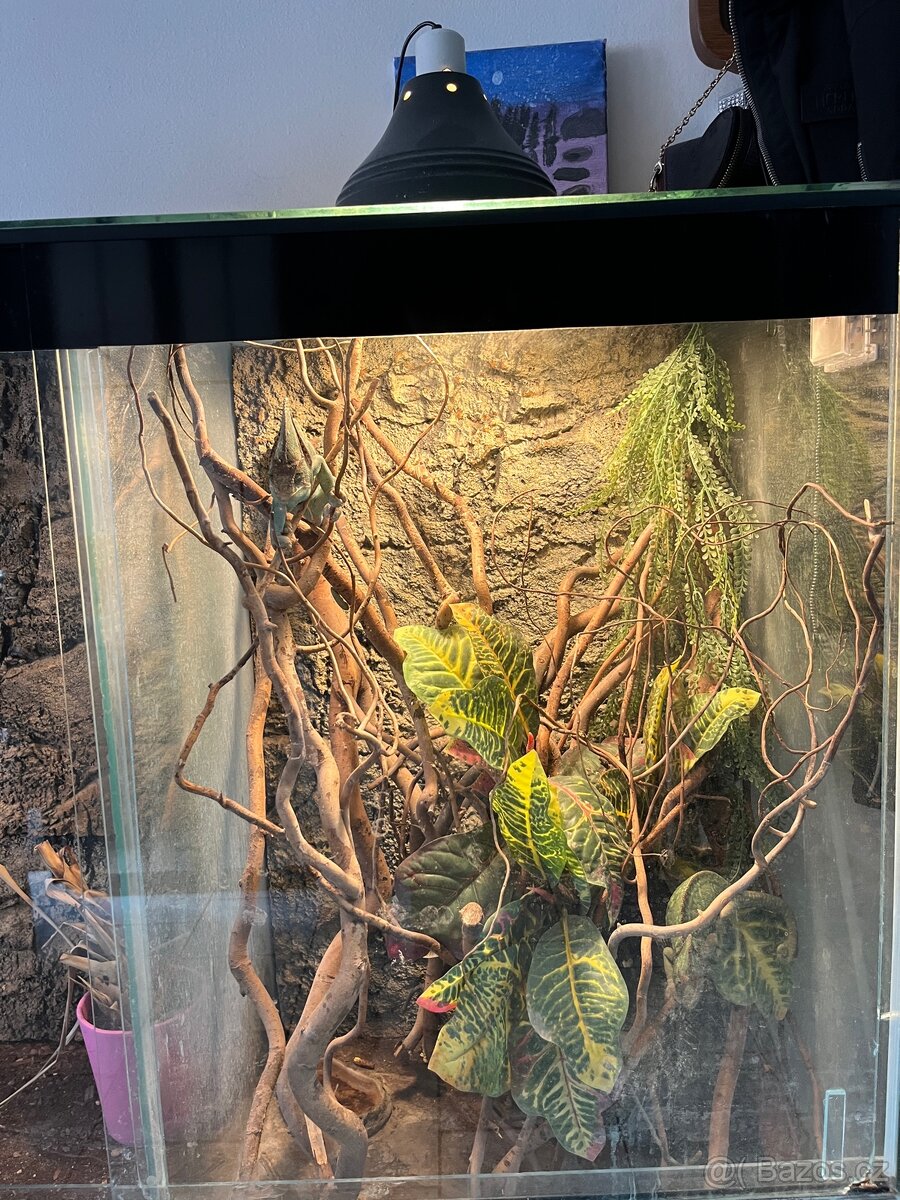 CHAMELEONI JEMENSKÝ HOLKA/KLUK + TERÁRIUM