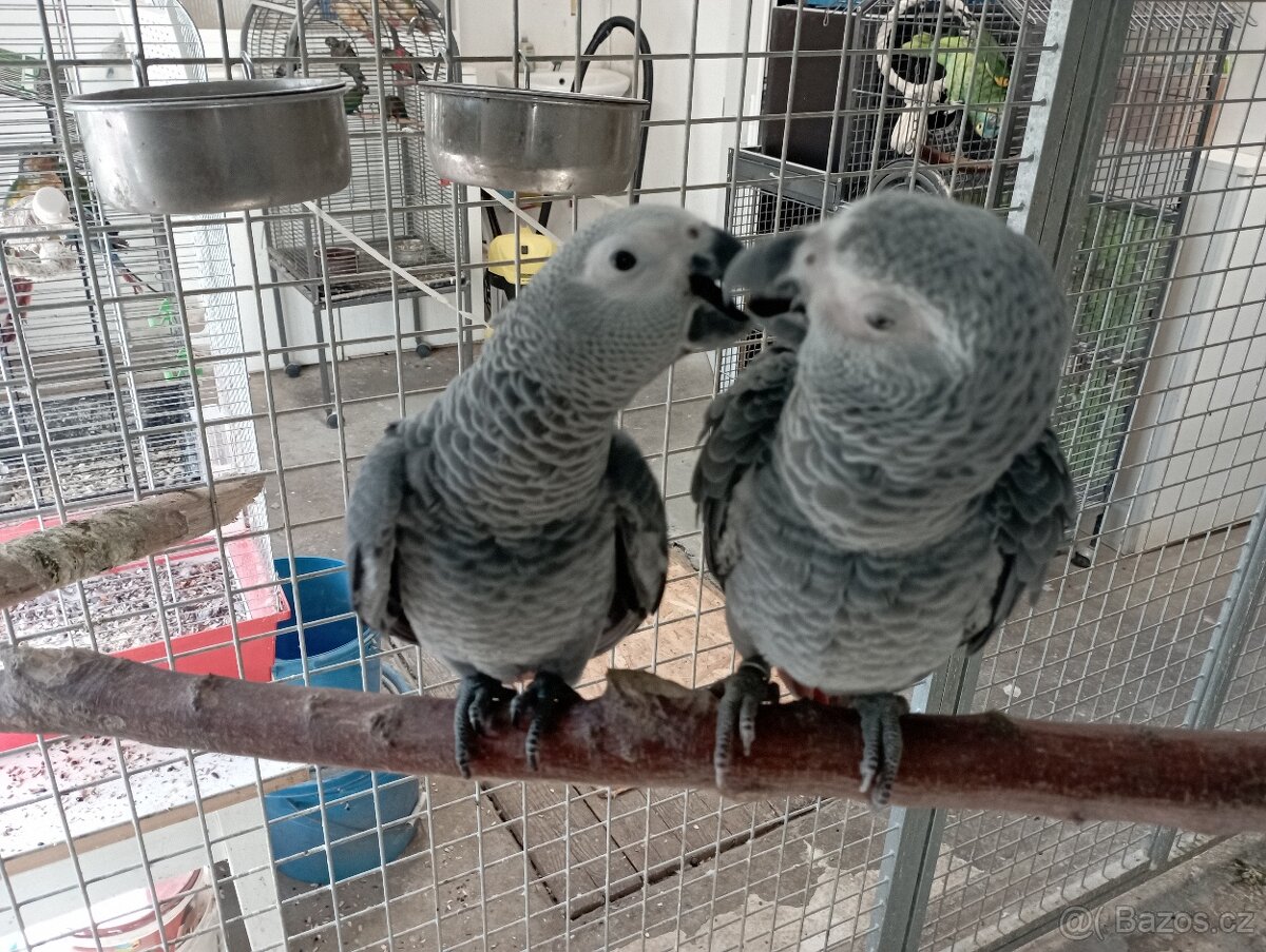 Žako Kongo ručně dokrmení již k odběru Brno