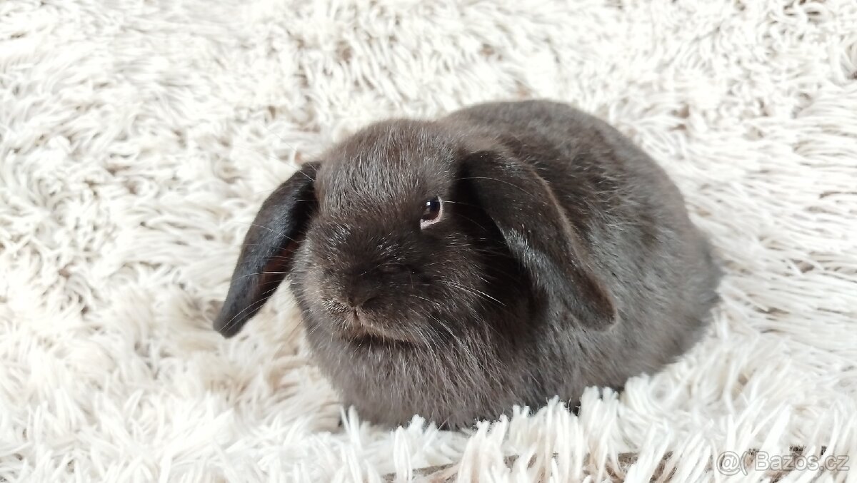 Zakrslý beránek, králíček, králík - CRISTIAN